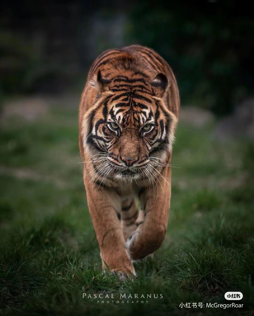 甜玉米雷朋科技1210